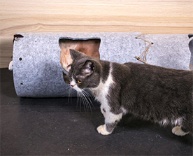 貓隧道：彈性好，抗壓能力強，高溫環(huán)境下環(huán)保無異味