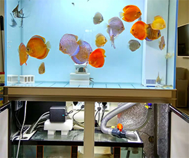 水族過濾棉應用于魚缸 水族過濾棉應用于魚缸