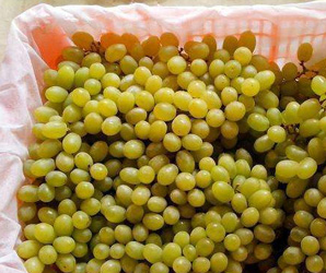 水果保鮮 水果保鮮