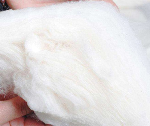 被子剖面圖 被子剖面圖