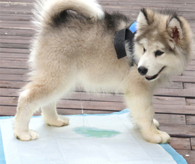 寵物隔尿墊:使用環(huán)保PE膜復(fù)合無(wú)紡布,安全無(wú)毒 寵物隔尿墊:使用環(huán)保PE膜復(fù)合無(wú)紡布,安全無(wú)毒